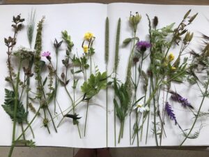 wildflowers lying on open page