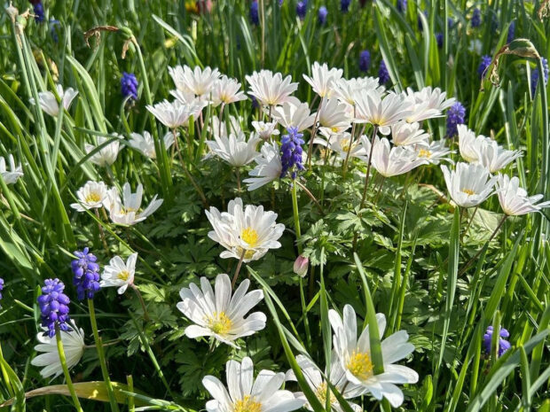 Large daisies in the garden at Kelmscott